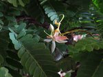 tamarind flowers.jpg