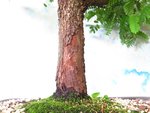 tamarind bark.jpg