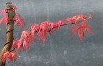 acer palmatum beni chidori 2019 04 17 001détail.jpg