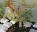 acer palmatum beni chidori 2019 07 24 002.JPG