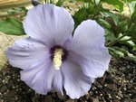 Hibiscus Lavender Flower III.jpeg