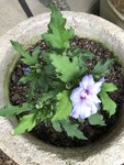 Hibiscus plant with Lavender flowers.jpeg