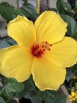 Hibiscus Yellow Flower II.jpeg