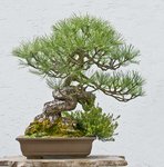 2015-08-SAL_2609w.jpg