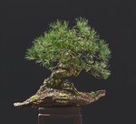 2017-04-SAL_8274ofw.jpg