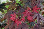 japanese-maple-bloodgood-wet-leaves.jpg