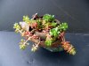 TurtleAccent Pot.jpg TurtleAccent Pot.jpg