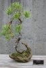 pinus_10.jpg