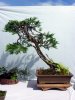 CRBC 2013 Show11.jpg