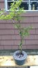 SeigenMaple_nebari 071013.jpg SeigenMaple_nebari 071013.jpg