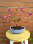 Azalea 01 - Fower.jpg