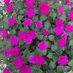 impatens.jpg impatens.jpg