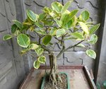 Var Ficus.JPG