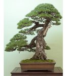 pinus pentaphylla5.jpg