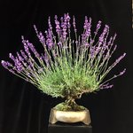 IMG_3046.jpeg