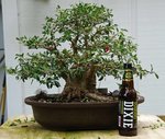 DSC03599-1.jpg
