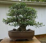 DSC03618-1.jpg