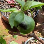 black spot2.jpg