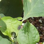 black spot3.jpg