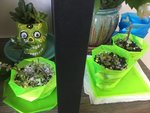 Goofy, tacky Day of the Dead succulents + pot from Lowes photobombing the background.
