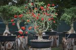 Habitat-Mature-Trees-For-Sale-South-Africa-Erythrina-lysistemon-Bonsai-Common-Coral-Tree-Bonsai.jpg