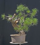 2011-08-QDSC_6025DNGw.jpg