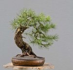 2017-04-SAL_8269ofw.jpg
