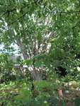 IMG_5593.JPG