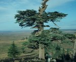 Cedrus atlantica - Atlas Cedar 01.jpg