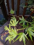 20200906_185545.jpg