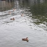 ducks here.jpg