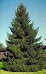 Norway-Spruce.jpeg