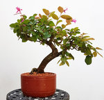 loropetalum.jpg