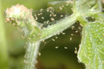 TSSM3_600px.jpg