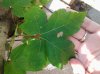 20130721_131326.jpg