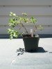 IMG_20130731_140654.jpg