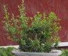 pyracantha_002.jpg