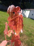 2020_0920_15511300.jpg 2020_0920_15511300.jpg
