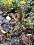 20200927_06_bonsai_vitex_agnus_castus_06.jpeg