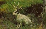 1-Jackalope-Seated-PC-1.jpg