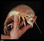 isopod.jpg