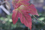 Acer-tataricum-ssp.-ginnala---Amur-Maple-2-.JPG