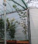 acer palmatum koto no ito 2020 09 30 (1).JPG