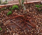 acer palmatum koto no ito 2020 09 30 (11).JPG