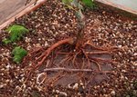 acer palmatum koto no ito 2020 09 30 (12).JPG