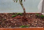 acer palmatum koto no ito 2020 09 30 (13).JPG