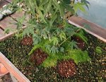 acer palmatum katsura 2020 09 17 002.JPG