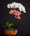 orchids-1.jpg