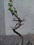 IMG_20201004_101545.jpg