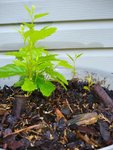 A. Hornbeam Root Cuttings2.jpg